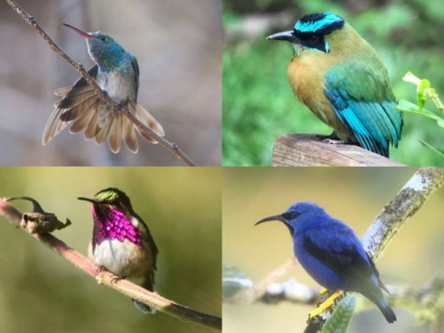 Así lucen algunas de las hermosas aves del Lago de Yojoa en Honduras