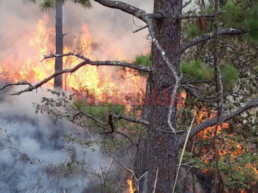 Imágenes del letal incendio que consumió el bosque en El Hatillo