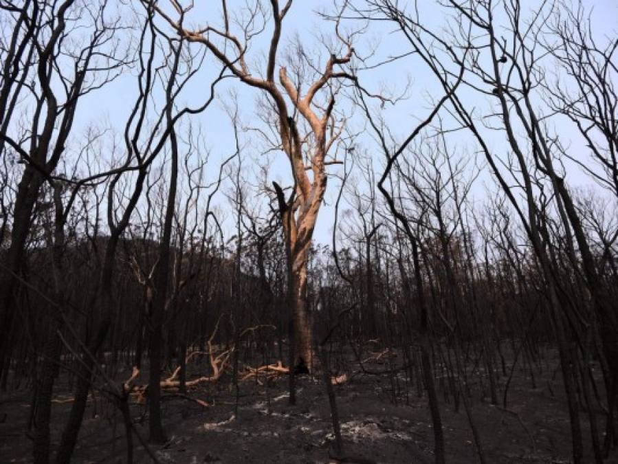 FOTOS: Salvan los 'árboles dinosaurios' del fuego en Australia