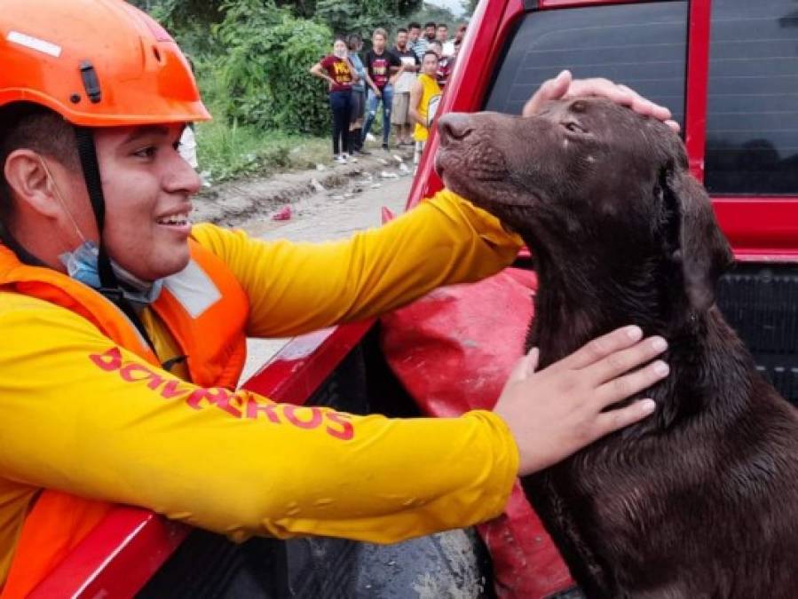 ¡Emotivos! Rescates de los Bomberos que sacaron lágrimas a Honduras en medio del desastre