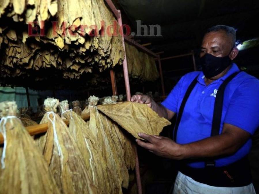 ¿Cómo se elabora el tabaco hondureño, reconocido entre los mejores a nivel mundial?