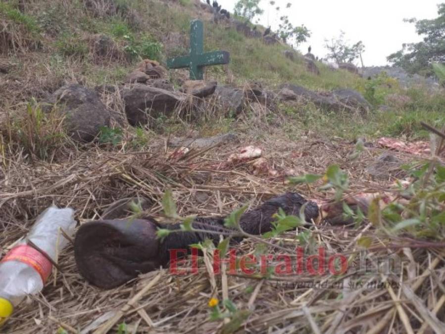 ¡Dantesco! Imágenes del destazadero clandestino hallado en cementerio de la capital