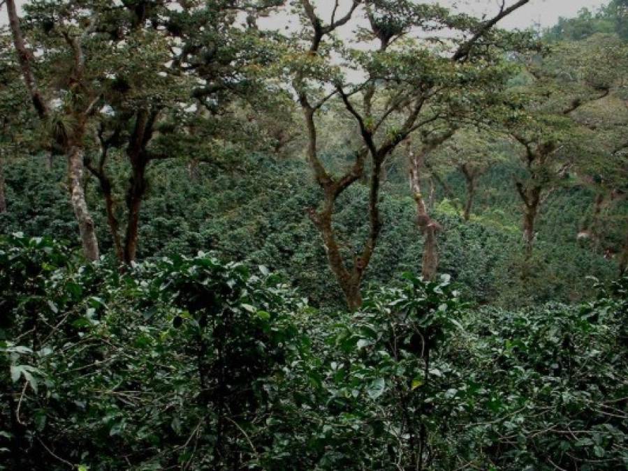 Biósfera de San Marcos de Colón y su cautivadora belleza natural que adorna Honduras