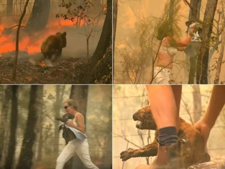 Las fotos del dramático rescate de un koala en un incendio en Australia