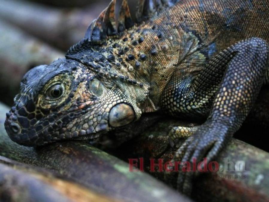 FOTOS: La fauna más hermosa captada en los bosques hondureños