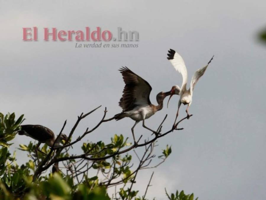 FOTOS: La fauna más hermosa captada en los bosques hondureños