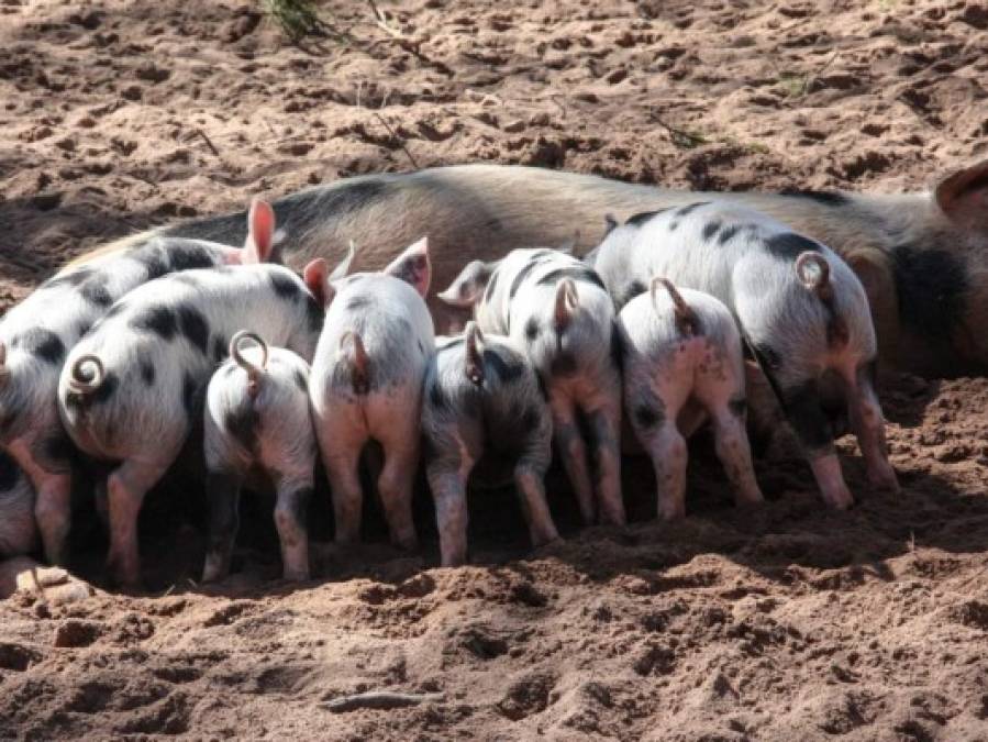 Lo que se sabe de la nueva gripe porcina que podría transmitirse a humanos  