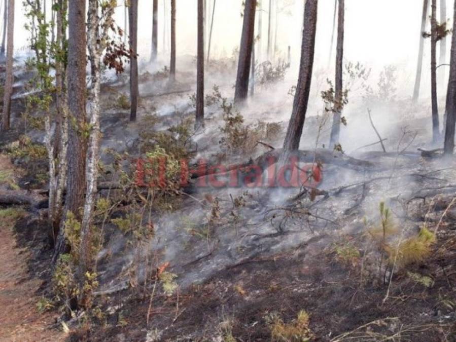 Imágenes del letal incendio que consumió el bosque en El Hatillo