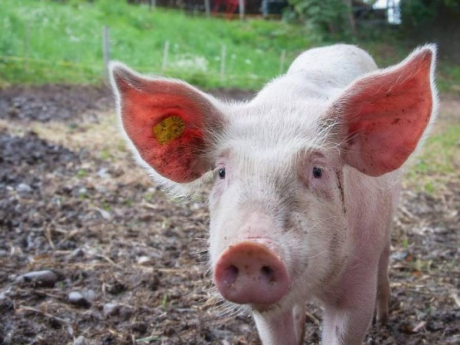 Lo que se sabe de la nueva gripe porcina que podría transmitirse a humanos  