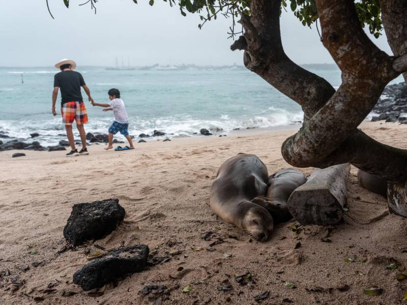 Focas en una playa de las Galápagos. El 97 por ciento del archipiélago es un parque nacional protegido.