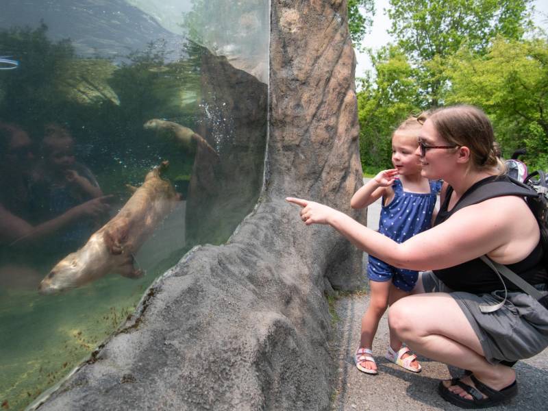 Zoo New York, en la pequeña ciudad de Watertown, se está quedando sin dinero. Visitantes observan nutrias.