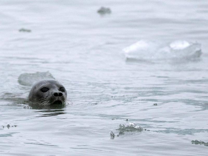 Una foca arpa frente a las Islas Svalbard, un archipiélago noruego.