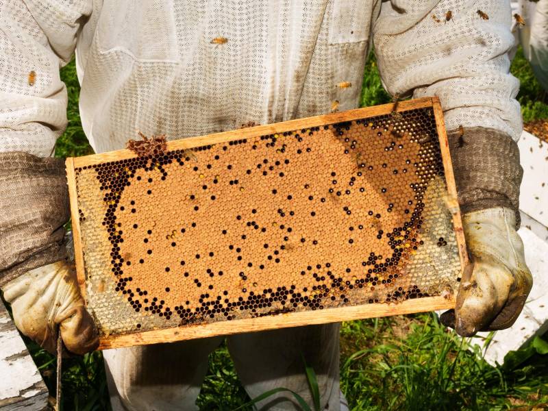 El equipo de Budke Bees extrae miel de uno de sus colmenares en Adams, Dakota del Norte.