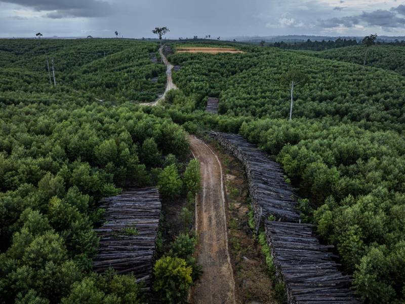 Decenas de miles de hectáreas de bosque han sido desmontadas en Borneo, incluyendo esta operación de tala. (Ulet Ifansasti para The New York Times)