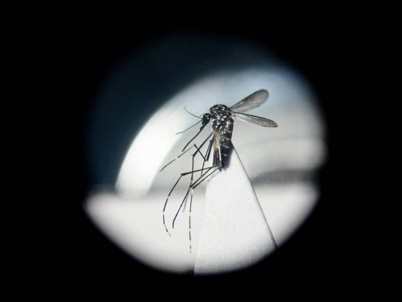 Un mosquito Aedes aegypti, una de las dos especies que transmiten el chikungunya. El virus causar dolor articular. (Luis Robayo/Agence France-Presse — Getty Images)