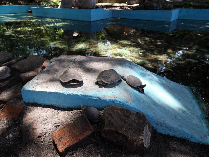 Estanques del parque La Concordia listos donde las personas específicamente los niúos llegan a observar a las tortugas. EL HERALDO hizo el recorrido tortal de este espacio histórico para constatar que ya casi se finaliza la restauración