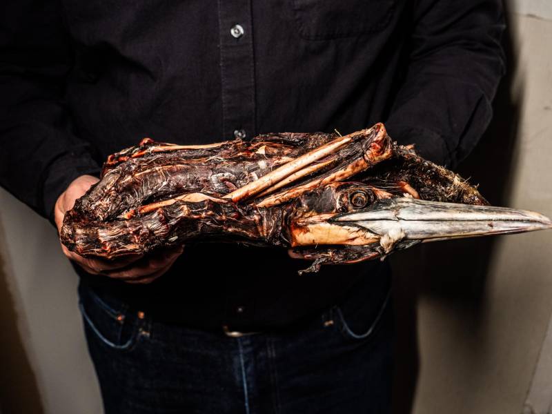 El cadáver de un alcatraz norteño antes de ser devorado por escarabajos en el Museo Americano de Historia Natural.