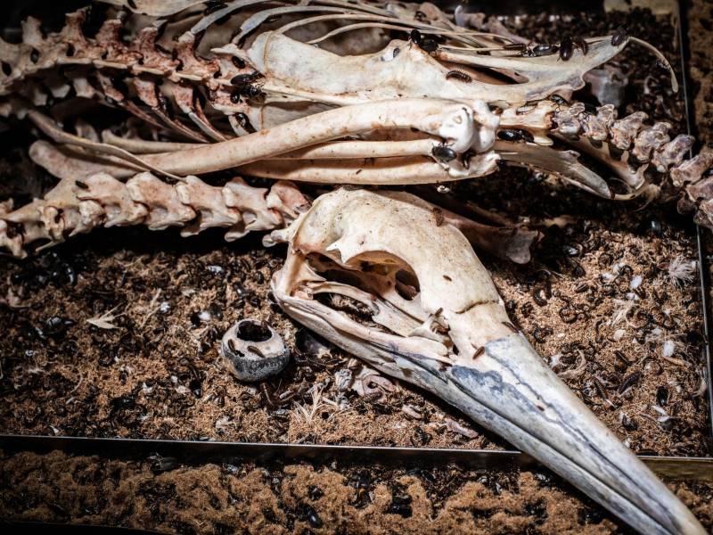 El cadáver de un alcatraz norteño tras 20 días de ser devorado por escarabajos en el Museo Americano de Historia Natural.