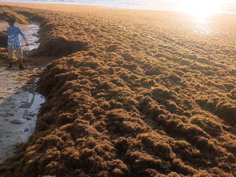 Este fenómeno climático se intensifica por el aumento de la temperatura del mar y las corrientes oceánicas, arrastrando grandes cantidades de material hacia la costa.