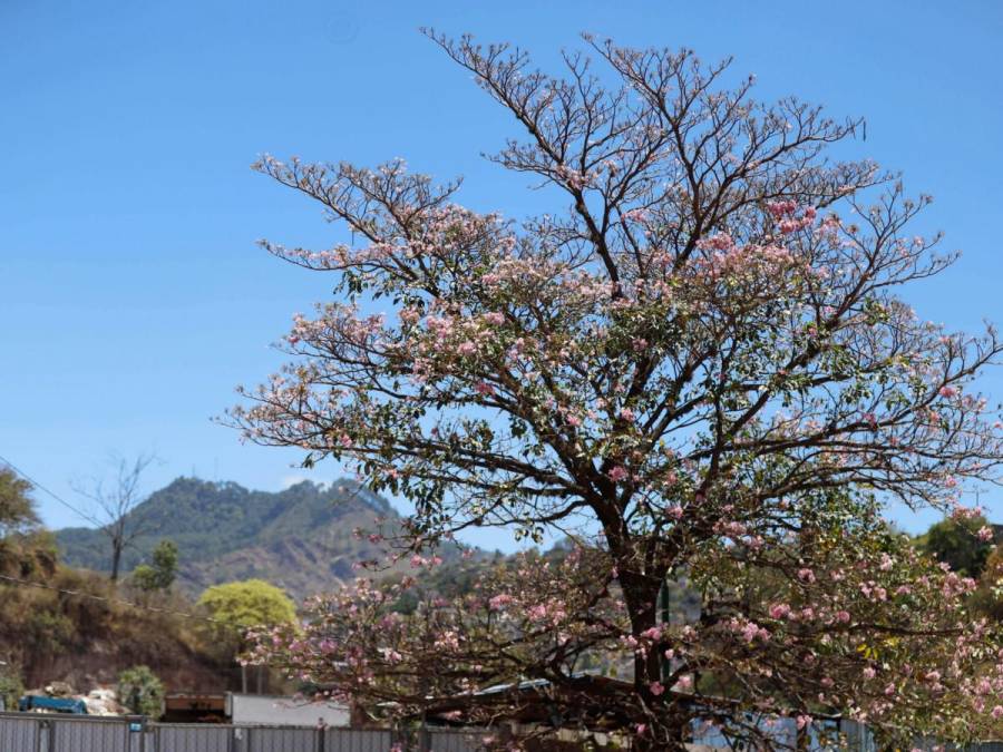 Macuelizo, napoleón y jacaranda florecen a plena luz del sol en la capital de Honduras