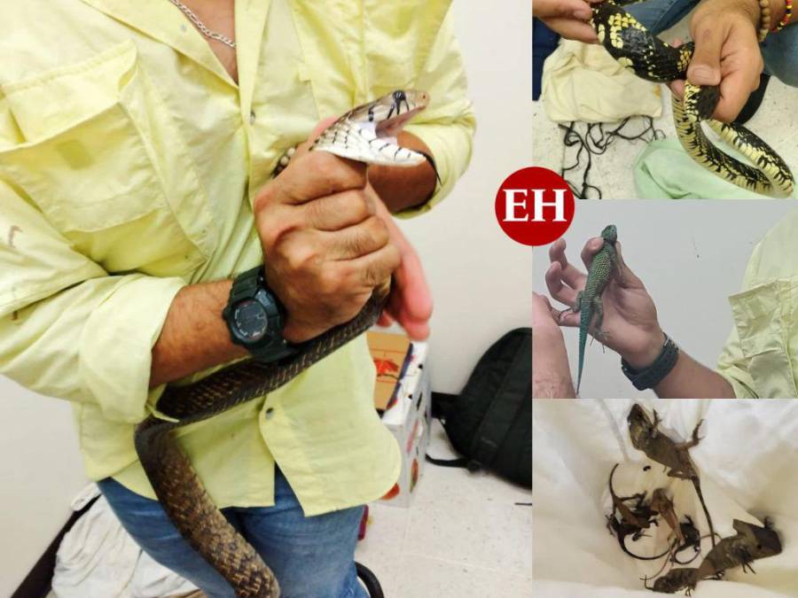 Tamagases, corales y lagartijas: los reptiles incautados a contrabandista en la frontera en Pavana, Choluteca