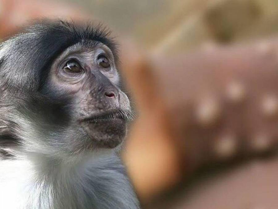 Alerta por casos de viruela del mono a nivel mundial: ¿Podría convertirse en pandemia?