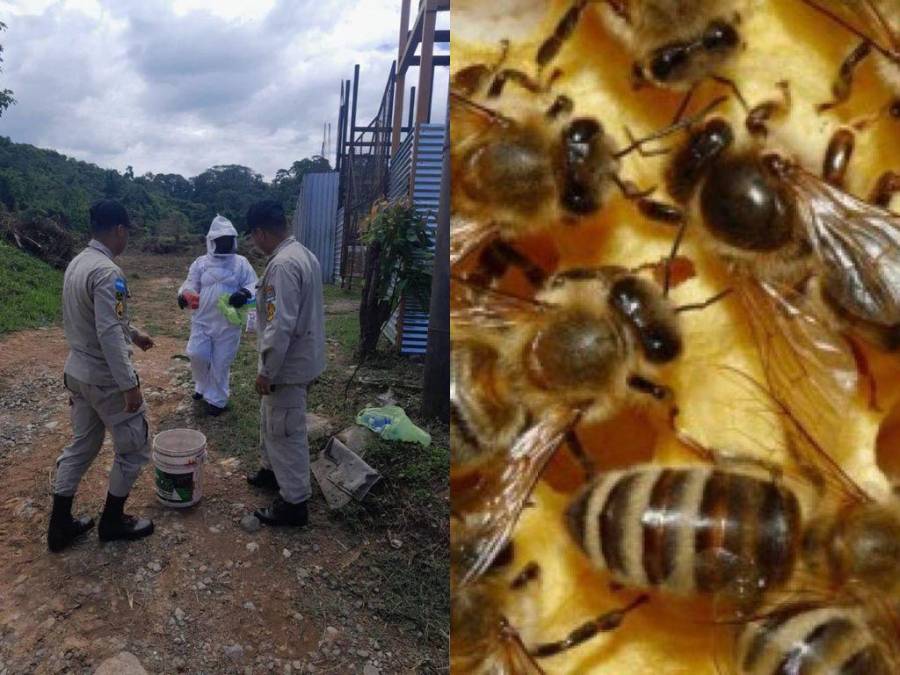 Fue atacado por enjambre de abejas africanizadas mientras medía un terreno: lo que se sabe de la muerte de anciano en La Ceiba