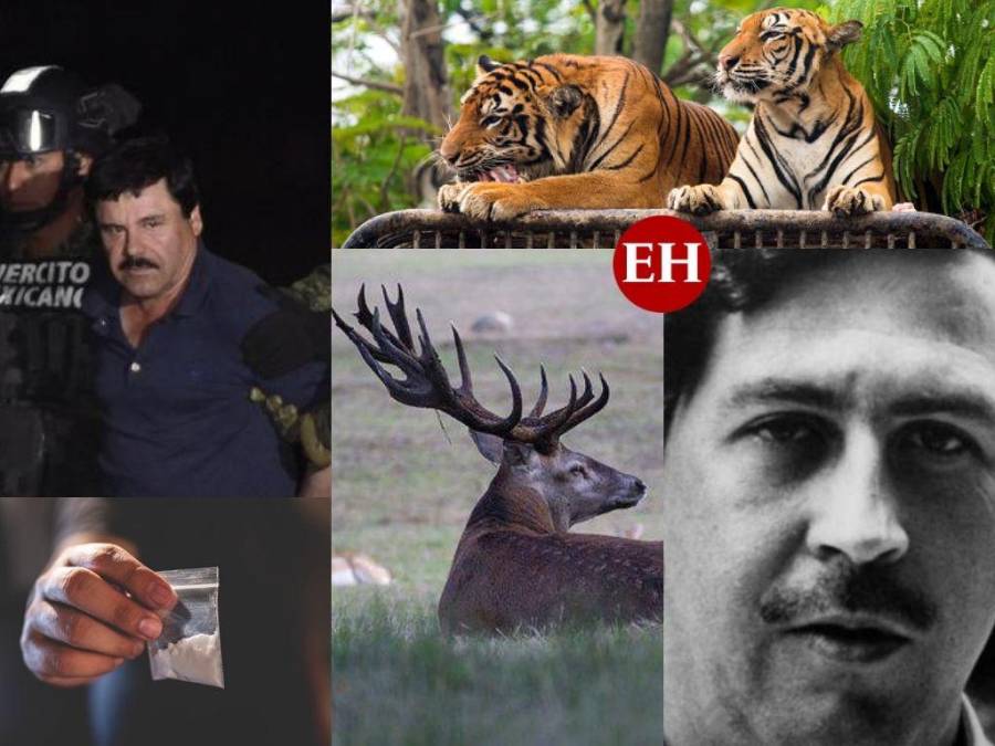 Animales exóticos y recorrido en trencito: Así era el zoológico privado de ‘El Chapo’ Guzmán