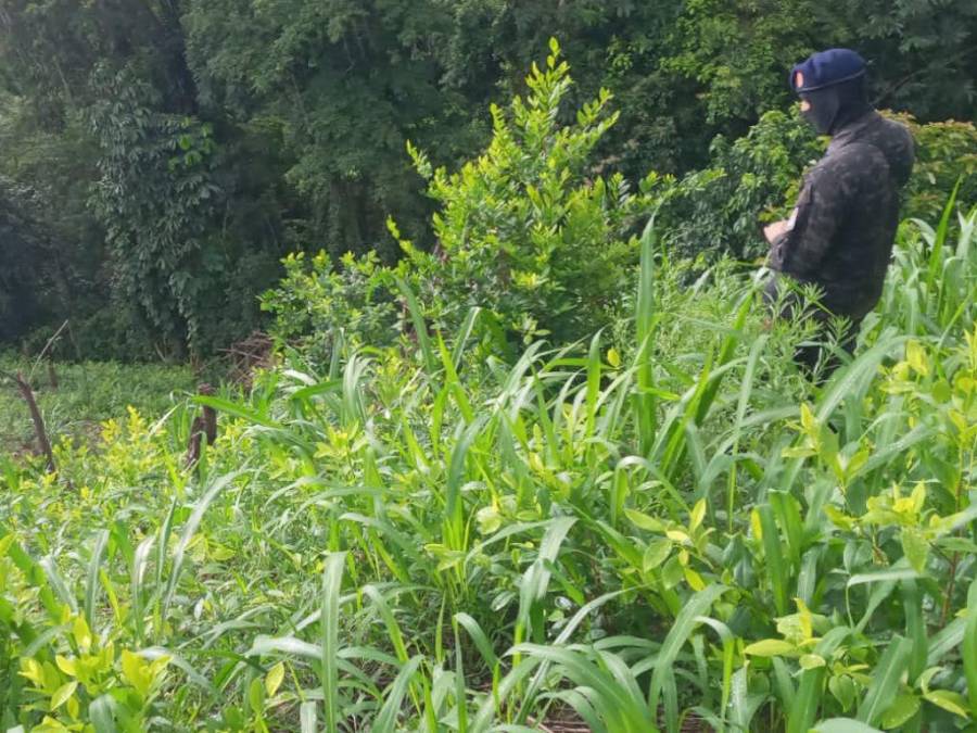 Casi un millón de plantas de cocaína entre lo asegurado por la Policía en diferentes comunidades de Colón