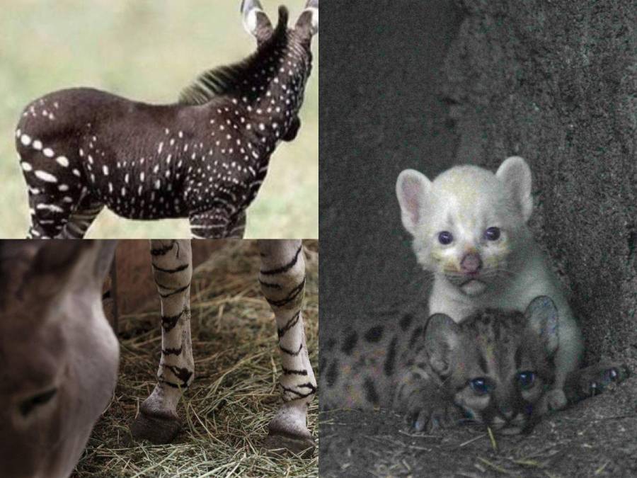 Un puma albino, una cebra de puntos y una jirafa sin manchas: las raras mutaciones registradas en los últimos años