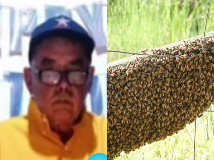 Fue atacado por enjambre de abejas africanizadas mientras medía un terreno: lo que se sabe de la muerte de anciano en La Ceiba