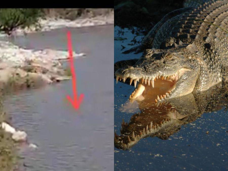 Alerta en Cantarranas y alrededores por presencia de cocodrilos en los ríos