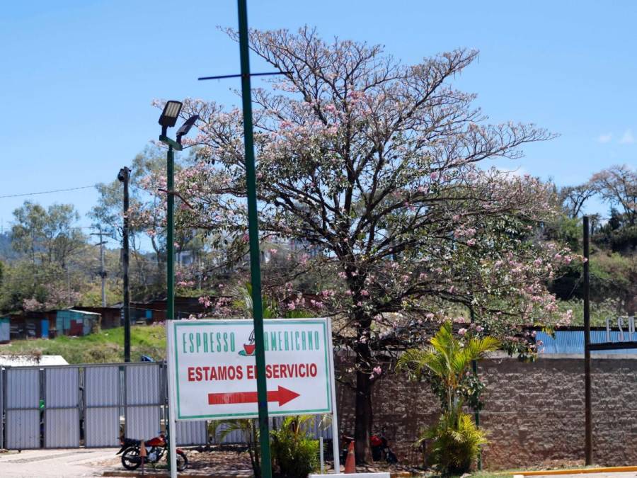 Macuelizo, napoleón y jacaranda florecen a plena luz del sol en la capital de Honduras