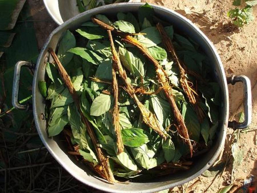 La ayahuasca, un té medicinal y alucinógeno que provoca un viaje “infernal”