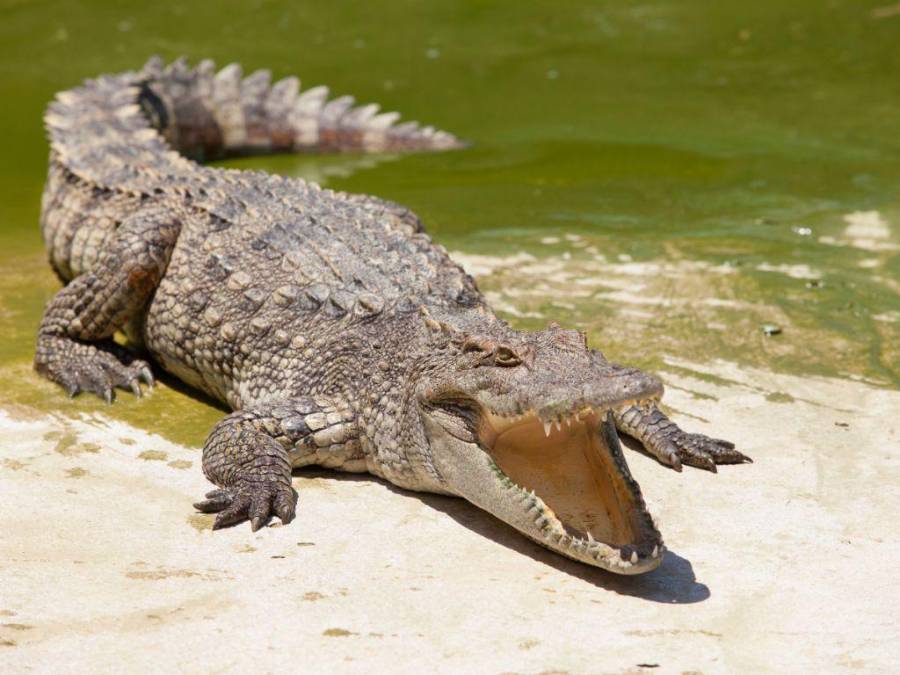 Alerta en Cantarranas y alrededores por presencia de cocodrilos en los ríos
