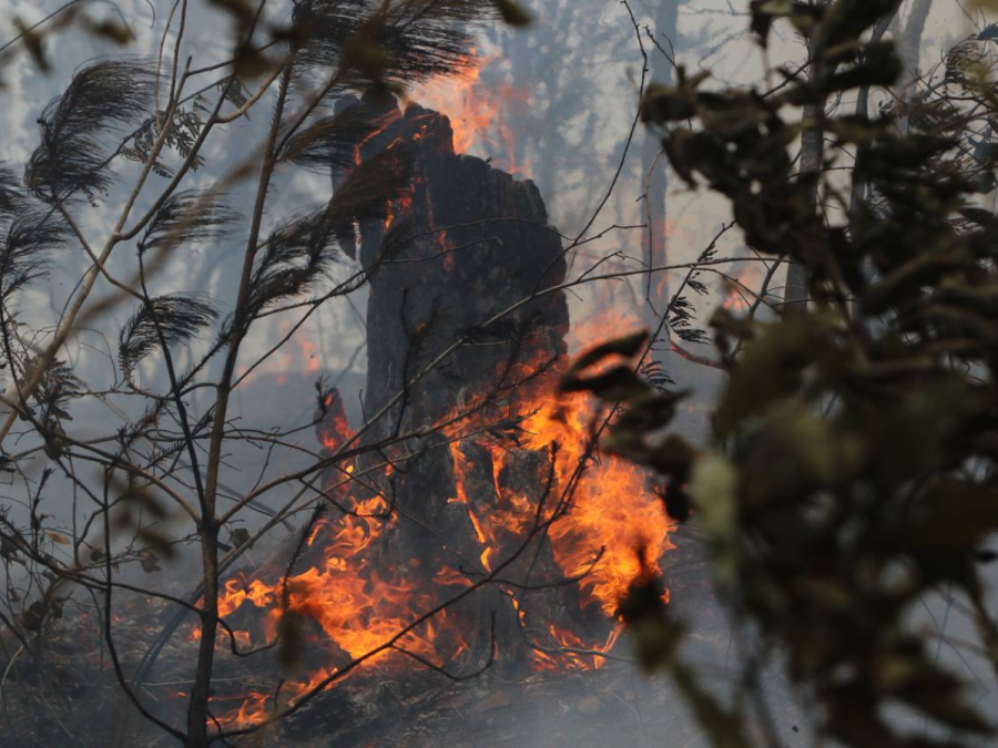 Fotos del incendio en La Tigra: El escenario devastador en el pulmón de la capital