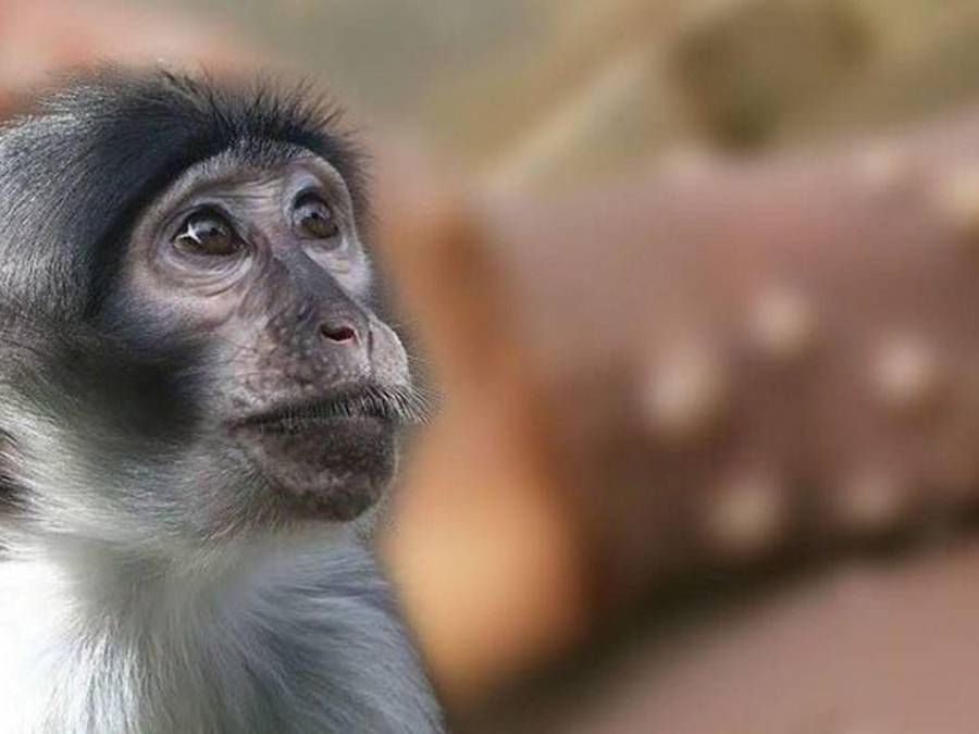 Viruela del mono: lo que se sabe acerca de una posible vacuna