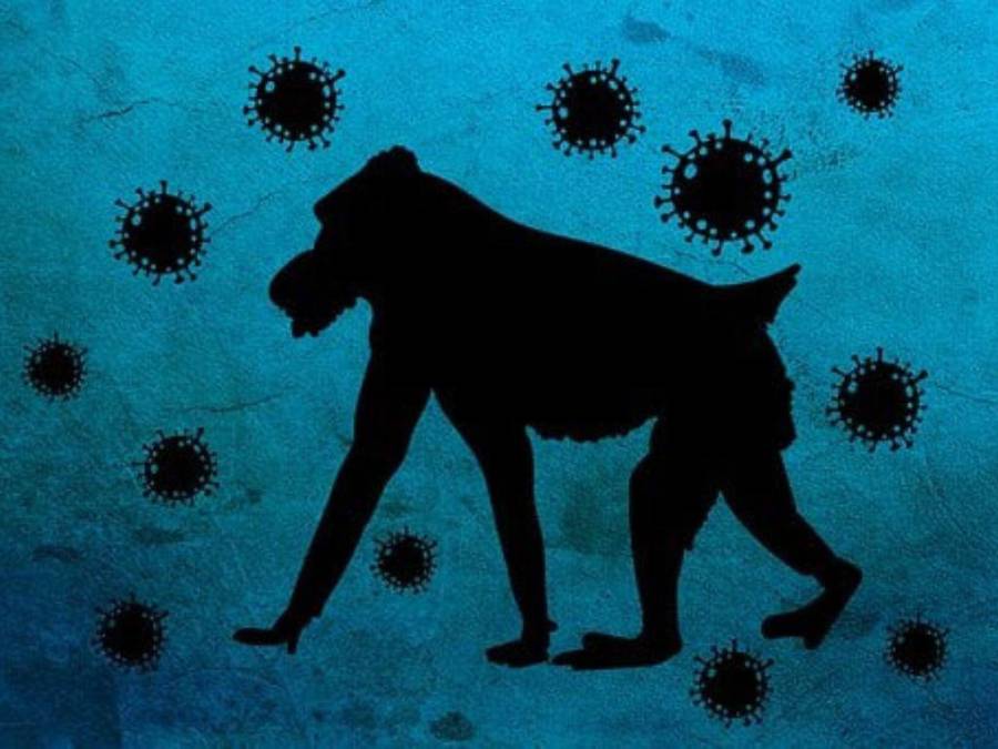 ¿Cuáles son las diferencias entre la viruela del mono y el covid-19?
