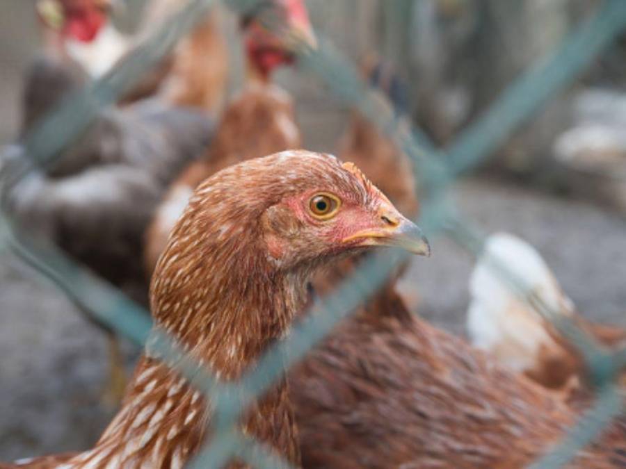 ¿Qué se sabe sobre la gripe aviar H3N8, contagiada por primera vez en humanos?