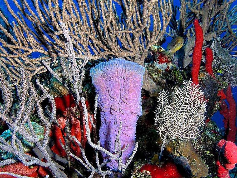 Aguas cristalinas, corales y belleza natural: así es Roatán, uno de los mejores destinos de 2023