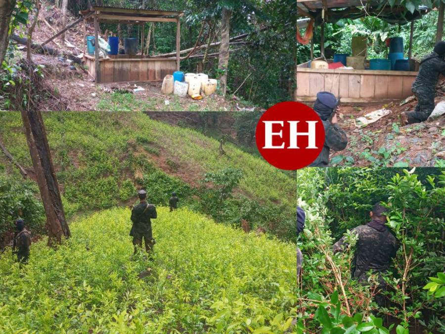 Casi un millón de plantas de cocaína entre lo asegurado por la Policía en diferentes comunidades de Colón