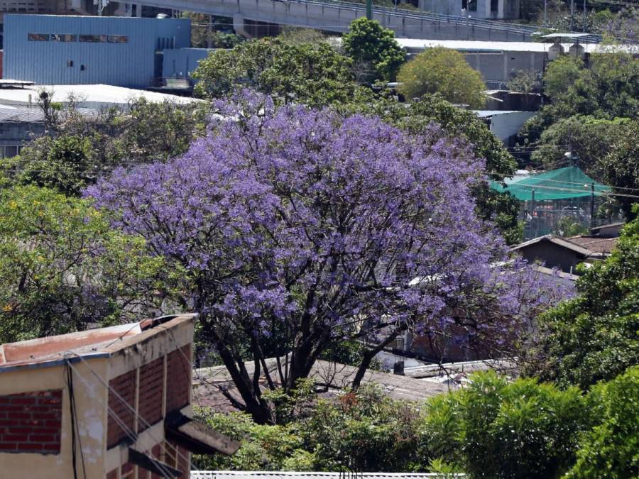 Macuelizo, napoleón y jacaranda florecen a plena luz del sol en la capital de Honduras