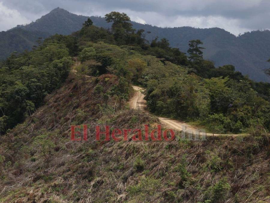 Biósfera del Río Plátano: 100 kilómetros de una carretera ilegal que amenaza un pulmón mundial