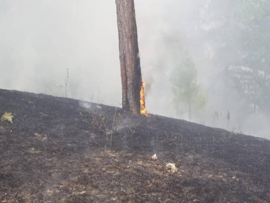 Con machetes, Batefuego y voluntad combaten incendio forestal en La Montañita (Fotos)