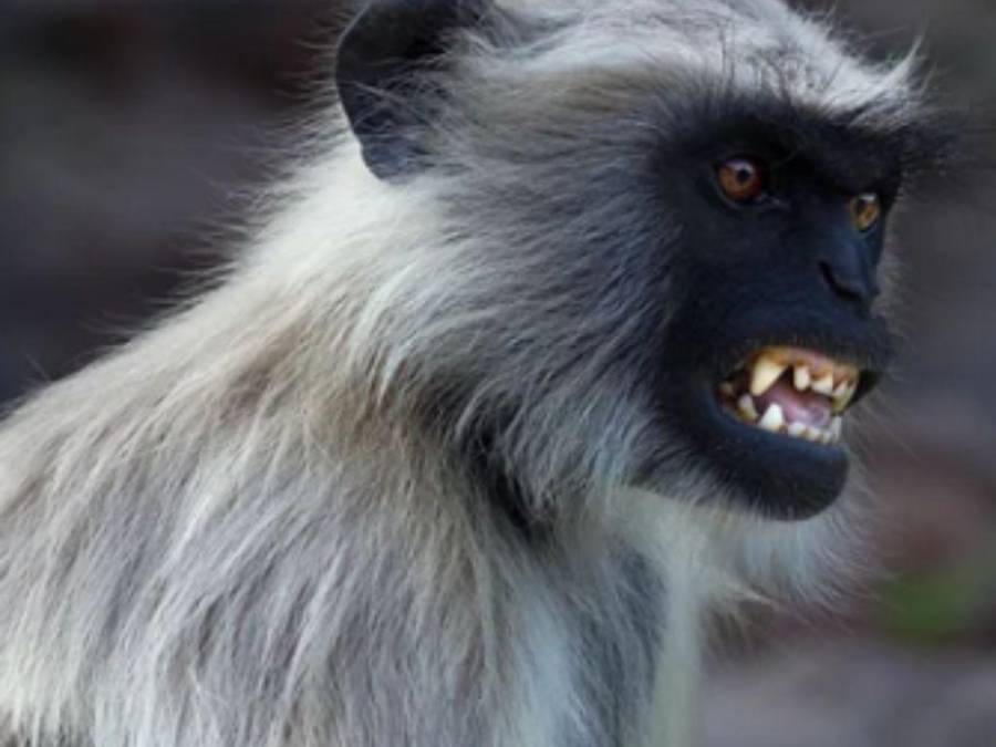 Los nuevos y preocupantes síntomas de la viruela del mono que desató alerta internacional