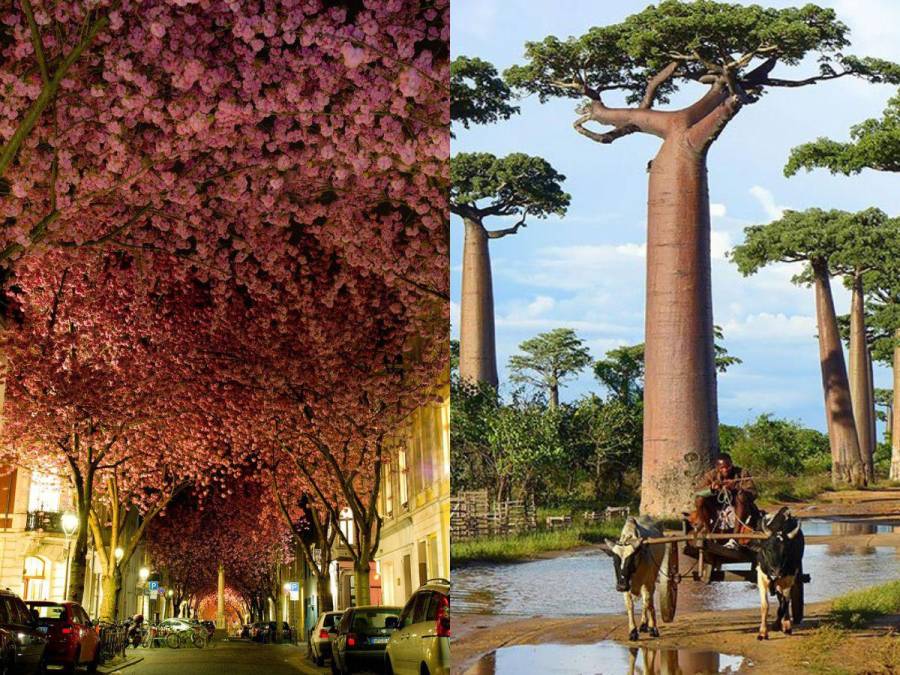 Los 16 árboles más impresionantes del mundo