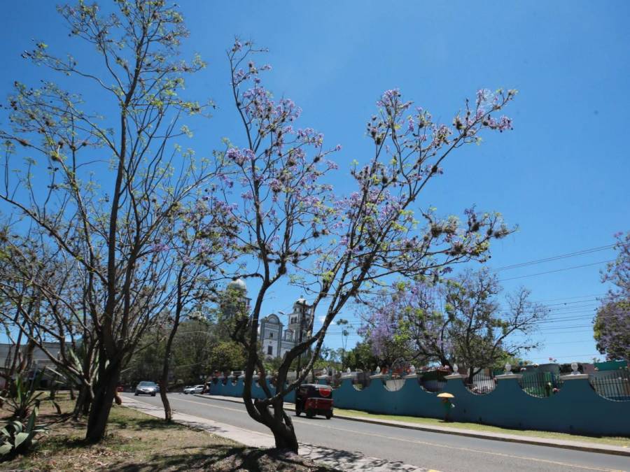 Macuelizo, napoleón y jacaranda florecen a plena luz del sol en la capital de Honduras