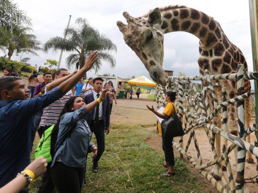 Le quitaron la piel y la enterraron donde habitaba: ¿qué pasó con los restos de la famosa jirafa Big Boy?