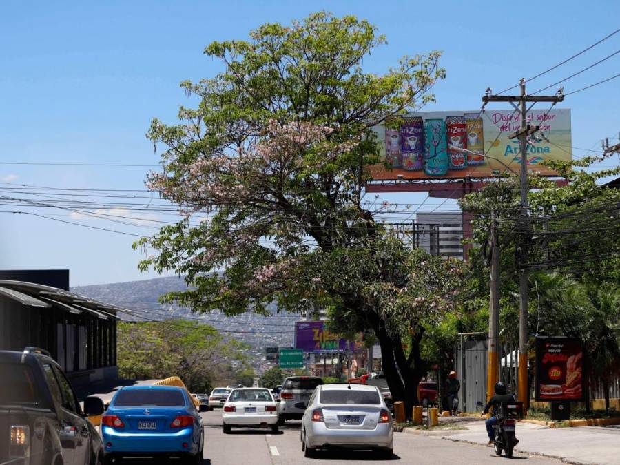 Macuelizo, napoleón y jacaranda florecen a plena luz del sol en la capital de Honduras