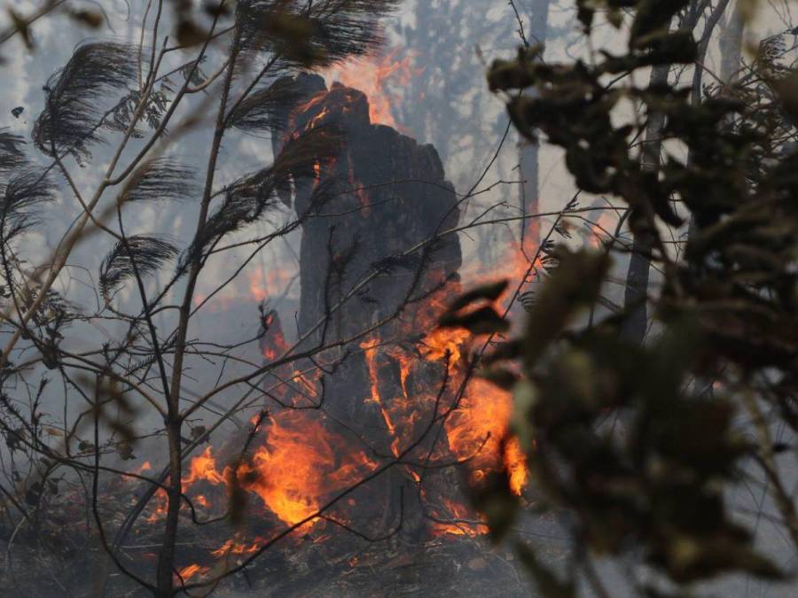 Bruma y árboles quemados se apoderan de La Tigra: así es el ambiente desde adentro